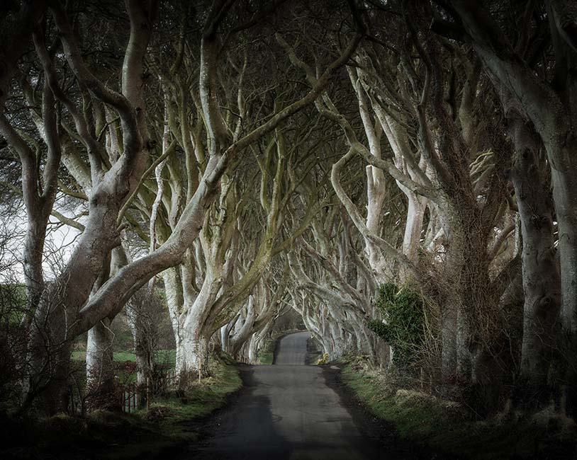 The Dark Hedges